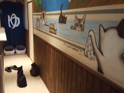 和風桶猫喫茶』 | cat cafe ねこびやか -88番地-