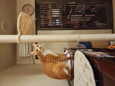 ザコバ〉 祝4才 | cat cafe ねこびやか -88番地-