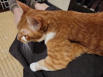 ザコバ〉 祝4才 | cat cafe ねこびやか -88番地-