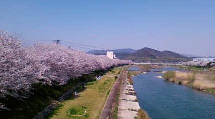 夢前川 桜