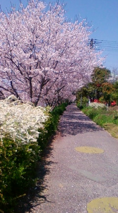 夢前川 桜