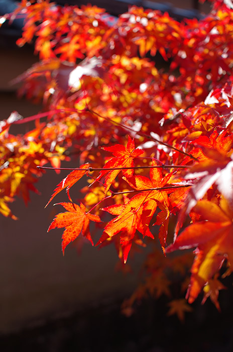 紅葉