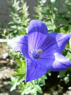 20070620_241961.jpg