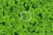 Four-Leaf Clover