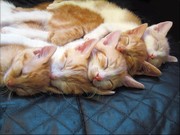 Cat Stack