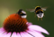 Fuzzy bee-tocks