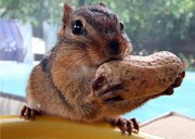 chippie