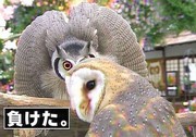 maketa