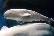 beluga