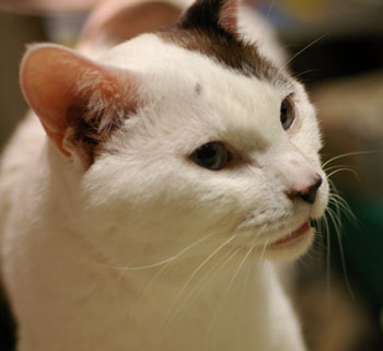アクオスな猫です