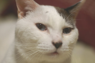 ちょっといいお顔
