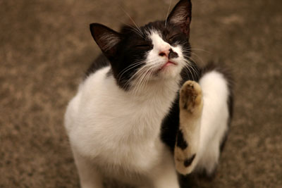 彼岸の猫です