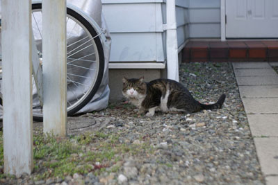 春を待つ猫