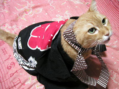 祭り猫