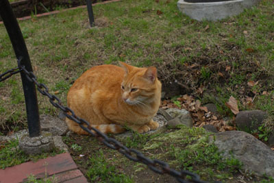 猫違いです