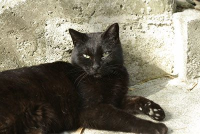 霊園の黒猫