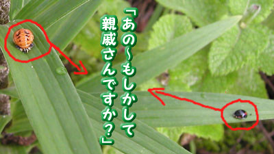 親戚さん? つーか、進化するの?
