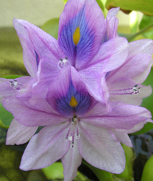 ホテイアオイの花です