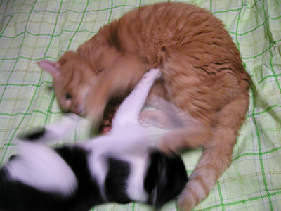 ジュニとバトル