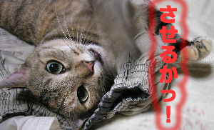 させるかっ!