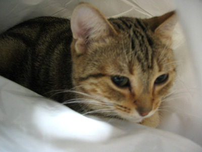 袋猫