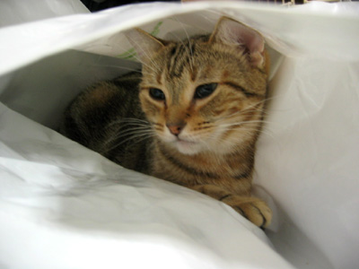 袋猫2