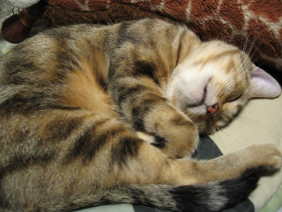 不貞寝中〜zzz