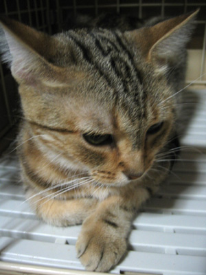 誰かアタチのウワサをチテるわね