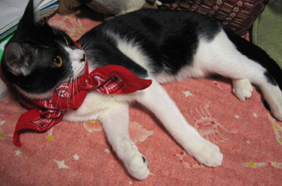 猛暑お見舞い〜