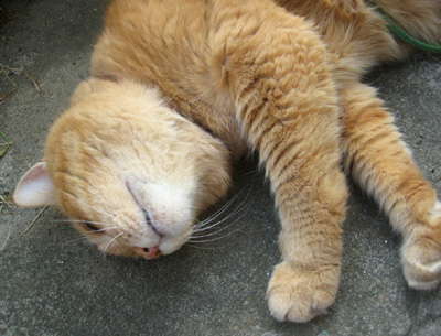 気持ちいいにゃ〜♪