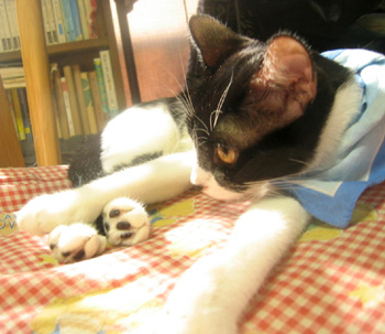 ○○○かじり猫