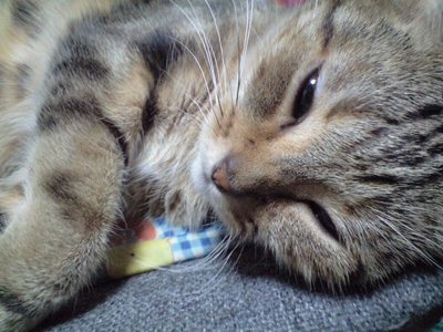 7歳になりまちたぁ♪