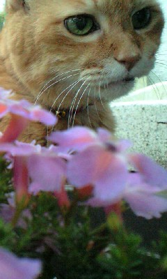 いつかまた