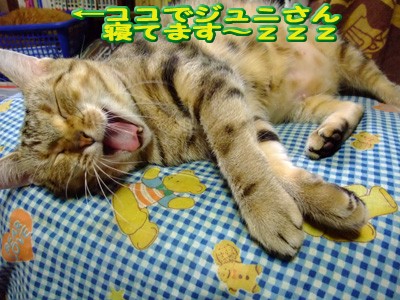 ふぁ〜騒がしいわねっ!