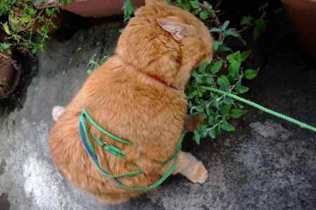 キャットニップ・ラブ♪