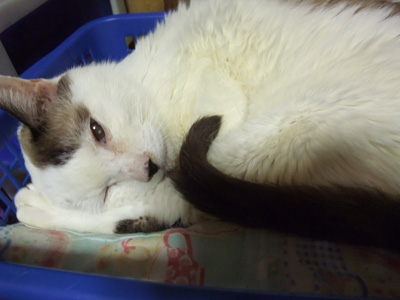 コチラの方もスヤスヤ〜zzz