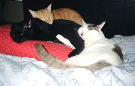 仲良し3猫組でした