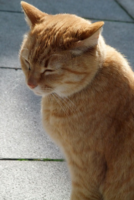 いえ、猫違いです^^;