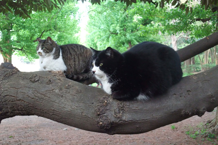 木の上の2猫ズ
