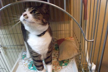 きぃちゃん凛々しい