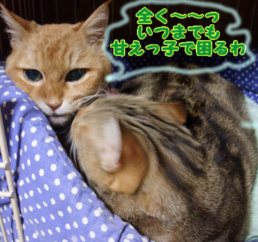 甘えっ子で困るわ