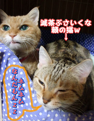 ネムネムでちぃ〜z