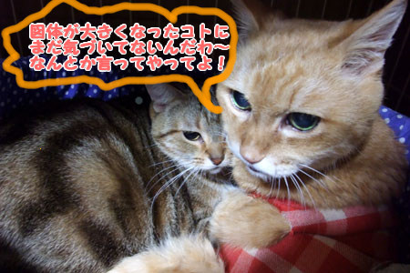 何とか言ってやってよ