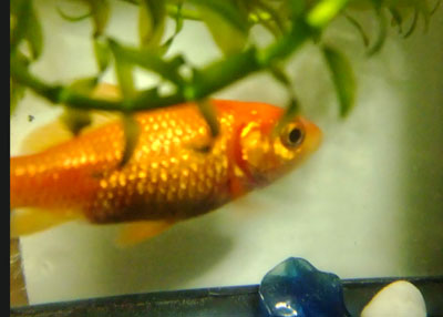 金魚っぴー