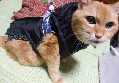 困ったもんだわ