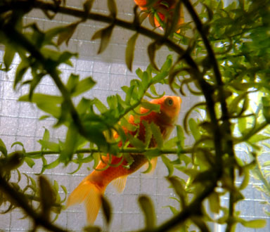 金魚っピーも元気