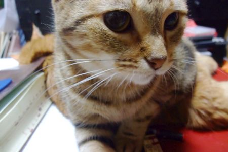でも、さすがにコレには