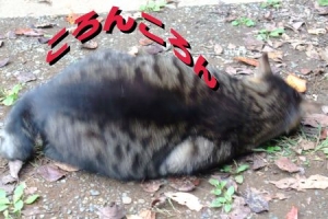 猫が違う?