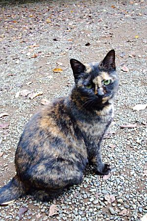 サビさん美人で