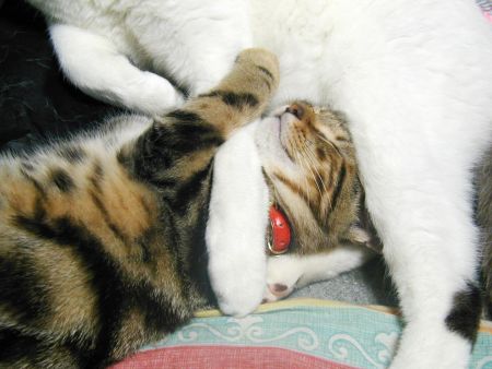 くっつきまくり